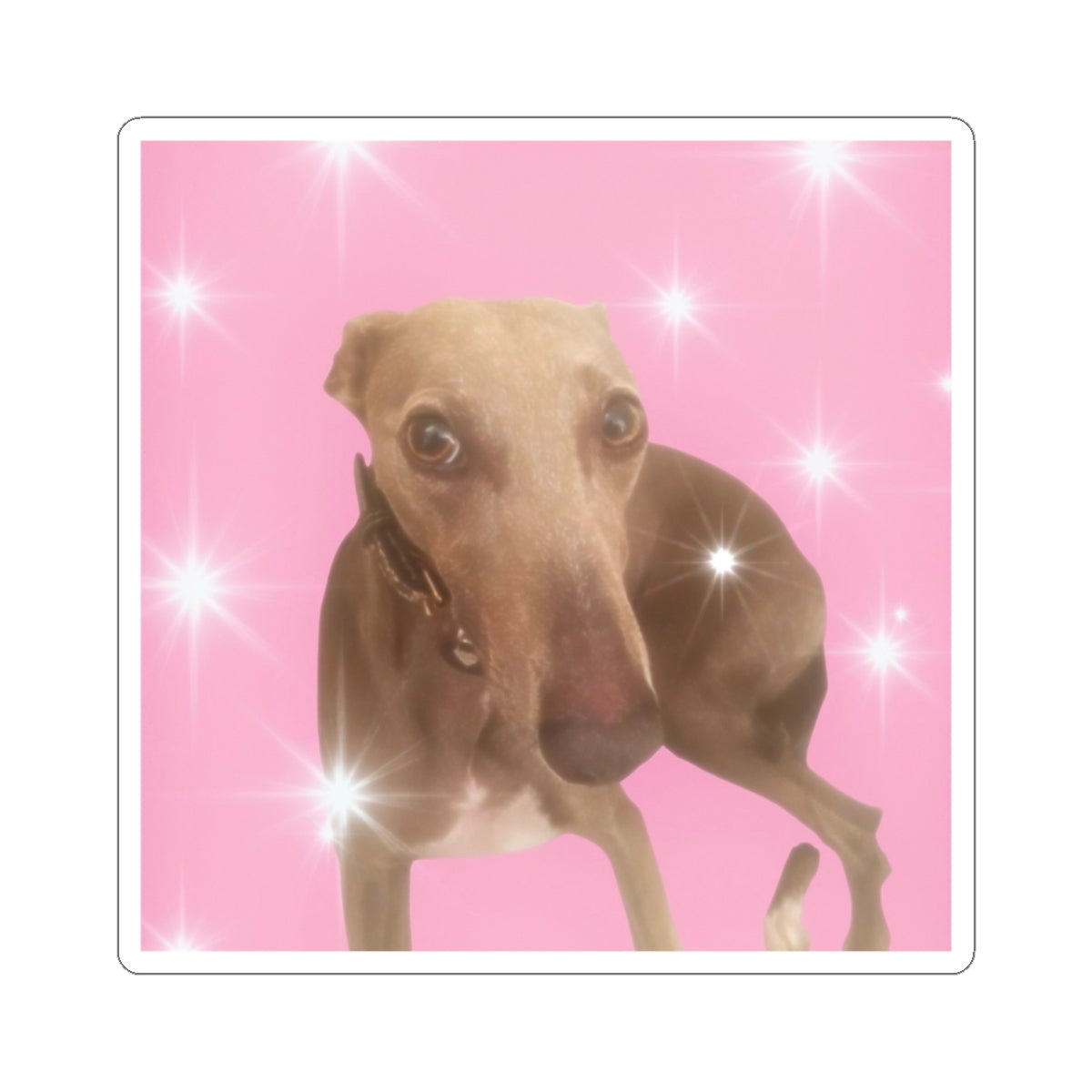 Silly Dog Sticker